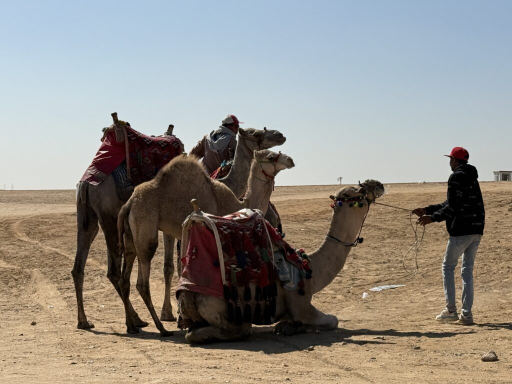 Camels in Egypt