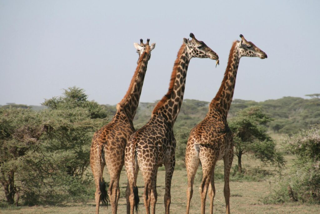 Giraffes seen on African Safari

